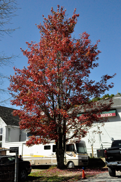 a big red tree